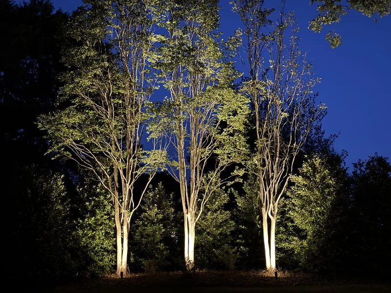 Cluster of tree trunks uplit with warm spotlights against a dark blue night sky